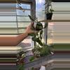plant/71 Hoya Waymaniae-0-thumbnail