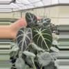 plant/Alocasia ninja tricolor 4” pot growers choice-0-thumbnail