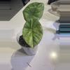 plant/Alocasia Sinuata Quilted Dreams Variegated-0-thumbnail