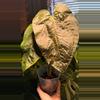 plant/Queen of Hearts Anthirium-0-thumbnail