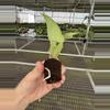 plant/Seed grown anthurium fort Sherman x Warocqueanum starter plant growers choice-6-thumbnail
