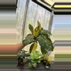 plant/139 Variegated Philodendron Congo Nuclear-0-thumbnail