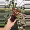 plant/Begonia midnight constellations 4” pot growers choice-5-thumbnail