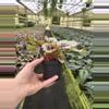 plant/Begonia firecracker 4” pot growers choice-6-thumbnail
