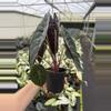 plant/Alocasia watsoniana (dark form) 4” pot growers choice-5-thumbnail