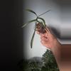 plant/Philodendron polypodioides-0-thumbnail