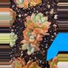 plant/Moon dancer-1-thumbnail