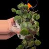 plant/⚠️Zinger! Hoya Lacunosa 'Gayo Lues' #8038-3-thumbnail