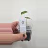 plant/Alocasia Variegated Frydek Pup #10-4-thumbnail