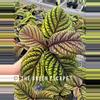 plant/Ardisia cool fire (.sp Vietnam) starter plant growers choice-0-thumbnail