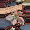 plant/Gu qin variegated-1-thumbnail