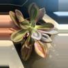 plant/Echeveria nodulosa-1-thumbnail