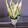 plant/Sanseveria Moonshine-0-thumbnail