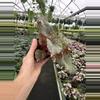 plant/Begonia midnight constellations 4” pot growers choice-3-thumbnail