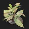 plant/Hoya Pubicalyx Pink Silver Ghost-1-thumbnail