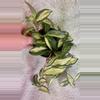 plant/Hoya krimson princess-0-thumbnail