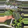 plant/Seed grown anthurium Hoffmanii starter plant growers choice-5-thumbnail