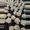 plant/Titubans 3 pcs-2-thumbnail