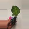 plant/Hoya Obovata Inner Variegated #4047-1-thumbnail