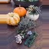 plant/Private Succulent Pumpkin Workshop Kit-1-thumbnail