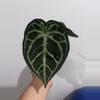 plant/Anthurium tezula crystal mag x doc block F2-0-thumbnail