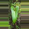 plant/Anthurium lucens Ocosingo Chiapas (seedling)-2-thumbnail