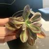 plant/Echeveria nodulosa-0-thumbnail