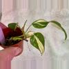 plant/Philodendron Rio-0-thumbnail