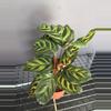 plant/Calathea Makoyana-0-thumbnail