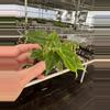 plant/Philodendron Verrucusom mini starter plant growers choice-3-thumbnail