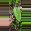 plant/Anthurium lucens Ocosingo Chiapas (seedling)-3-thumbnail