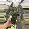 plant/Alocasia watsoniana (dark form) 4” pot growers choice-1-thumbnail