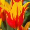 plant/‘Fire Wings’ Vibrant Yellow & Red Tulip Bulbs 5 pack-0-thumbnail