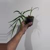 plant/Philodendron polypodioides-1-thumbnail