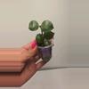plant/⚠️Zinger! Hoya Lacunosa 'Gayo Lues' #8038-0-thumbnail