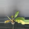 plant/Philodendron Carmel Marble-0-thumbnail