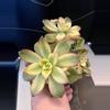 plant/Aeonium pinwheel cluster-2-thumbnail