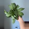 plant/Hoya callistophylla-0-thumbnail