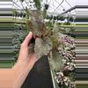 plant/Begonia midnight constellations 4” pot growers choice-2-thumbnail
