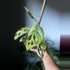 plant/Monstera adonsonii mint variegated-0-thumbnail
