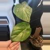 plant/Philodendron mcdowell-0-thumbnail