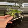 plant/Philodendron Verrucusom mini starter plant growers choice-5-thumbnail