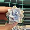 plant/Crispate Beauty about 1.8 inch. 5 pcs-0-thumbnail
