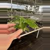 plant/Philodendron Verrucusom mini starter plant growers choice-4-thumbnail
