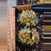 plant/Red lover amber 1pc-1-thumbnail