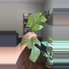 plant/Monstera Tetrasperma-0-thumbnail