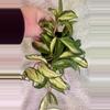 plant/Hoya krimson princess-1-thumbnail