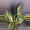 plant/Sanseveria Laurentii-0-thumbnail