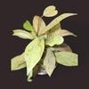 plant/Hoya Pubicalyx Pink Silver Ghost-2-thumbnail