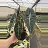 plant/Alocasia watsoniana (dark form) 4” pot growers choice-3-thumbnail